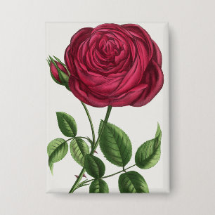 Chapa Litografía de rosa antigua, François-Frédéric Grob
