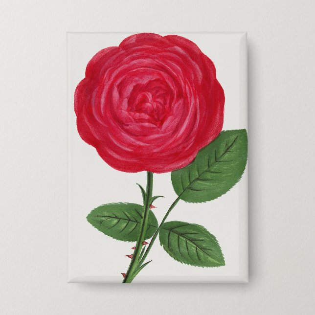 Chapa Litografía de rosa antigua, François-Frédéric Grob (Anverso)