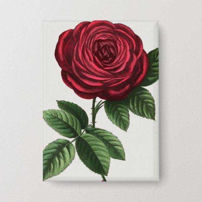 Chapa Litografía de rosa antigua, François-Frédéric Grob (Anverso)