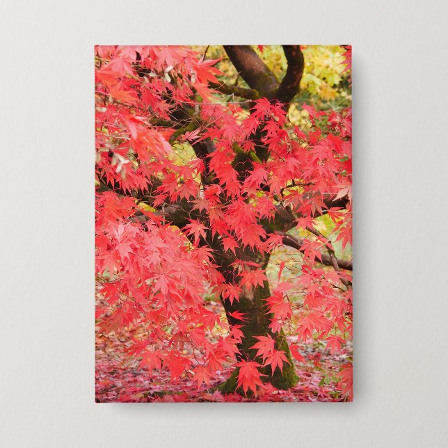 Chapa Maple Tree Badge (Anverso)