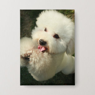 Chapa Mascotas, perro, caniche