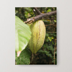 Chapa mazorca de cacao