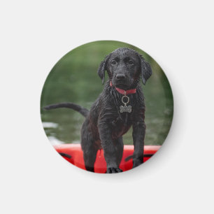 Chapa o imán con imagen de perro.