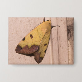 Chapa Ophiusa tirhaca, el drab verde