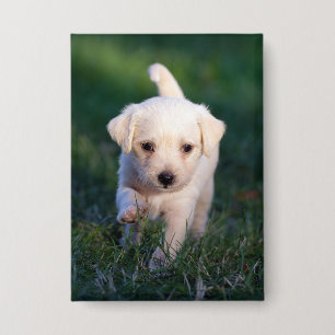 Chapa Perro, animal, cachorro