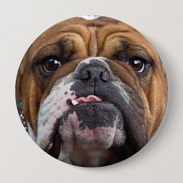 Chapa Redonda De 10 Cm Cojín decorativo de Bulldog inglés (Anverso)