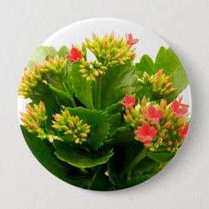 Chapa Redonda De 10 Cm Kalanchoe blossfeldiana