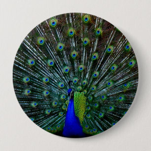 Chapa Redonda De 10 Cm "Pin del plumaje del Peafowl"