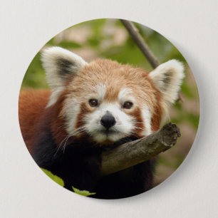 Chapa Redonda De 10 Cm red-panda-004