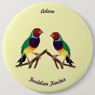 Chapa Redonda De 15 Cm ADAM ~ Gouldian Finch ~ Personalizado ~ ~