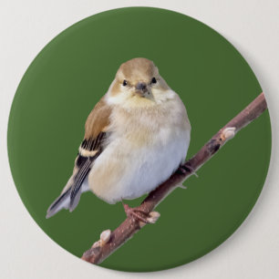 Chapa Redonda De 15 Cm American Goldfinch Mirándote