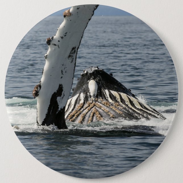 Chapa Redonda De 15 Cm Ballena jorobada (Anverso)