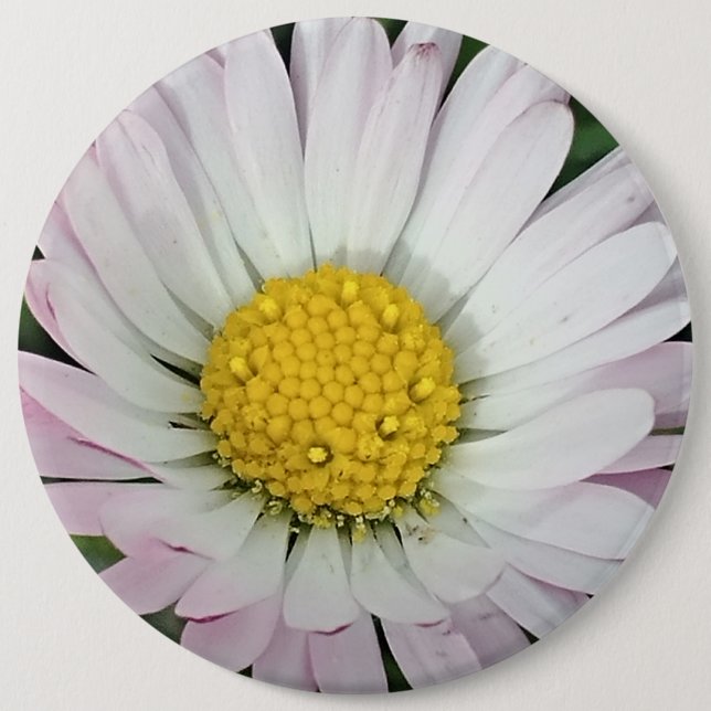 Chapa Redonda De 15 Cm Bonito (Anverso)