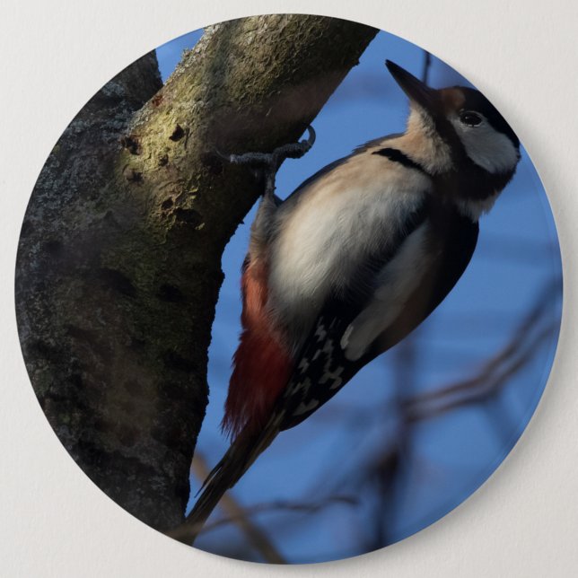 Chapa Redonda De 15 Cm Buntspecht (Anverso)