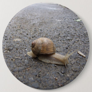 Chapa Redonda De 15 Cm Caracol