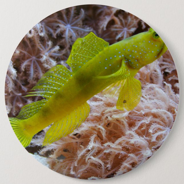 Chapa Redonda De 15 Cm Cryptocentrus cinctus (Anverso)