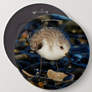 Chapa Redonda De 15 Cm Cuidada sanderling Sandpiper Shorebird come a clam