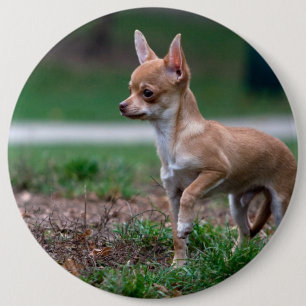 Chapa Redonda De 15 Cm Dulce Chihuahua Puppy Gundog Wannabe