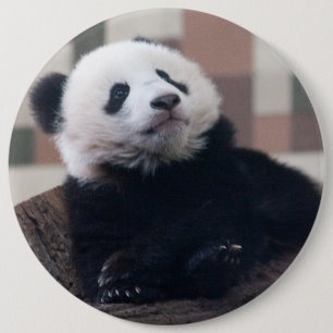 Chapa Redonda De 15 Cm Dulce Giant Panda Baby