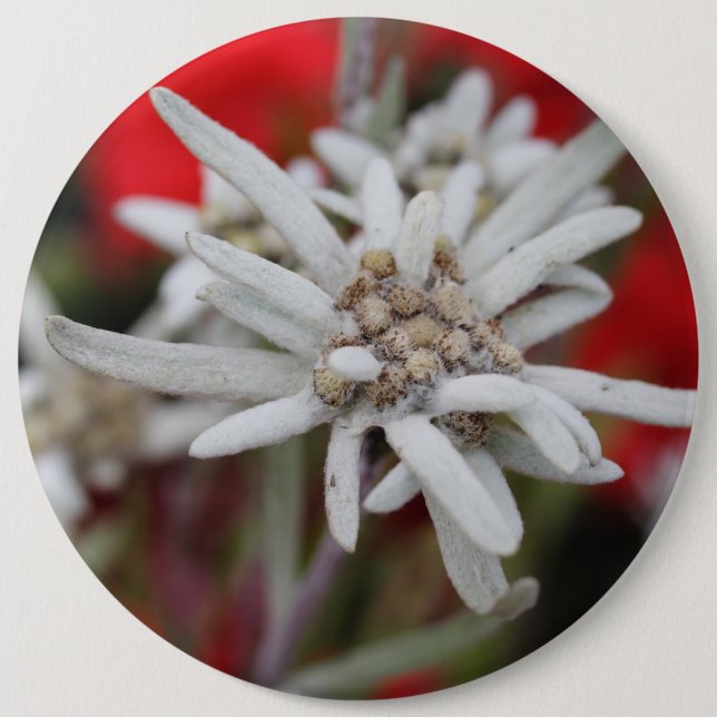 Chapa Redonda De 15 Cm Edelweiss Leontopodium nivale (Anverso)