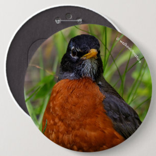Chapa Redonda De 15 Cm El curioso Robin Songbird en la hierba