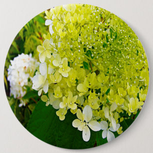 Chapa Redonda De 15 Cm Elegante Hortensia Limelight Verde Chartreuse