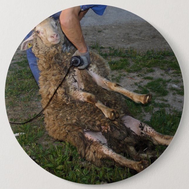 Chapa Redonda De 15 Cm Esquivamiento de ovejas (Anverso)