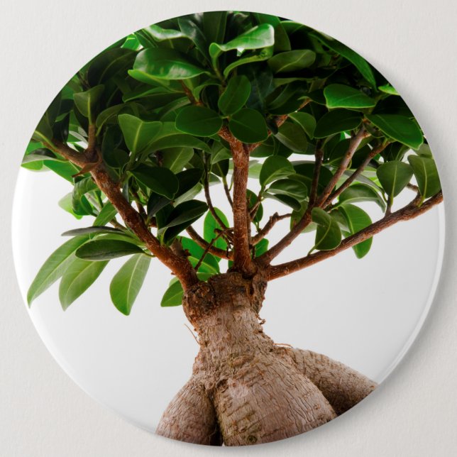 Chapa Redonda De 15 Cm Ficus Ginseng (Anverso)