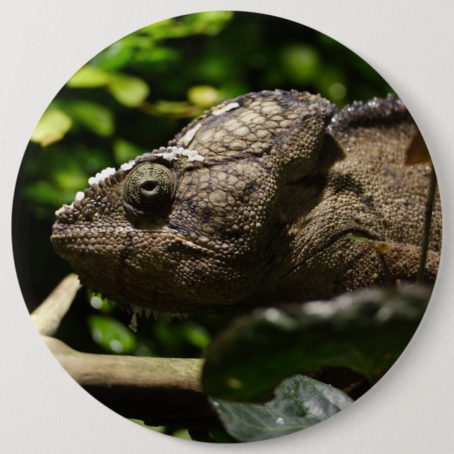 Chapa Redonda De 15 Cm Furcifer oustaleti (Anverso)