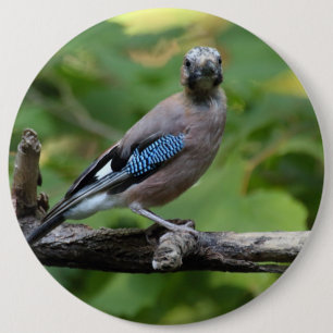 Chapa Redonda De 15 Cm Garrulus glandarius - Eichelhäher