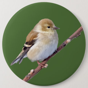 Chapa Redonda De 15 Cm Goldfinch americano