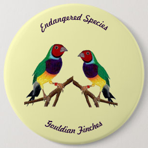 Chapa Redonda De 15 Cm ~ Gouldian Finch ~ Original Art ~ Button