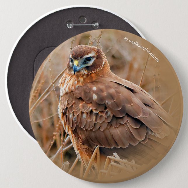 Chapa Redonda De 15 Cm Hermosa mujer norteña Harrier en el pantano (Anverso y reverso)