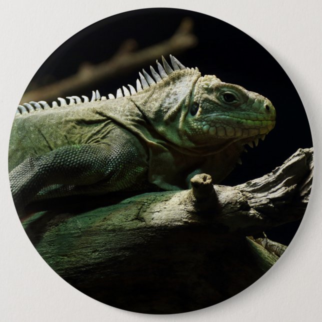 Chapa Redonda De 15 Cm Iguana delicatissima (Anverso)