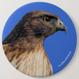 Chapa Redonda De 15 Cm Magnífico halcón de cola roja al sol