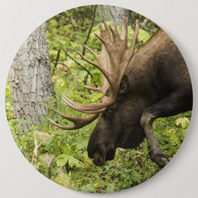 Chapa Redonda De 15 Cm Moose de significación (Anverso)