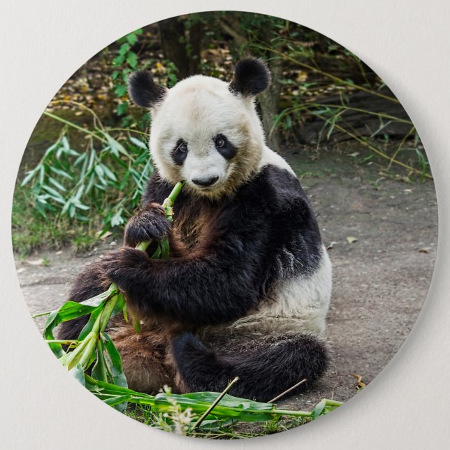 Chapa Redonda De 15 Cm Panda Bear 1 (Anverso)
