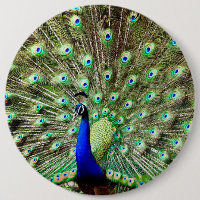 Pavo real real de la regencia