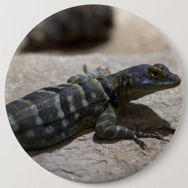 Chapa Redonda De 15 Cm Petrosaurus thalassinus (Anverso)