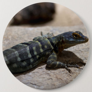 Chapa Redonda De 15 Cm Petrosaurus thalassinus