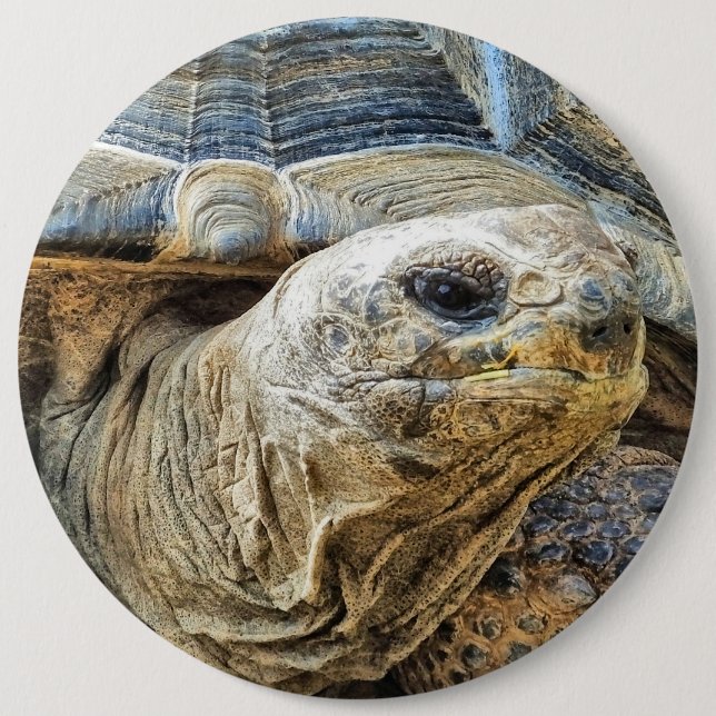 CHAPA REDONDA DE 15 CM TORTOISE (Anverso)