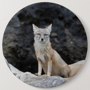 Chapa Redonda De 15 Cm Vulpes corsac