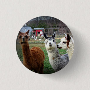 Chapa Redonda De 2,5 Cm Alpacas dulces de Suri de la maravilla