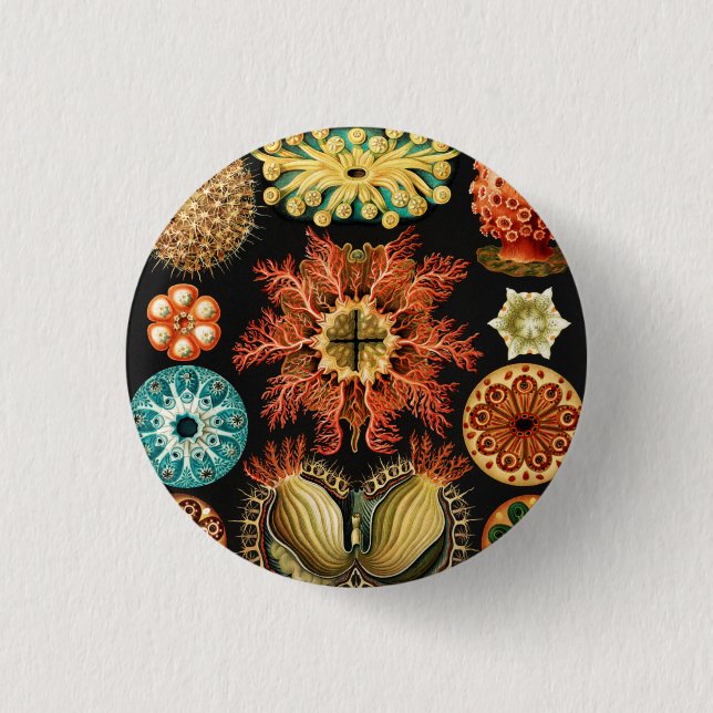 Chapa Redonda De 2,5 Cm Ascidiae, Seescheiden Marine Life, por Ernst Haeck (Anverso)