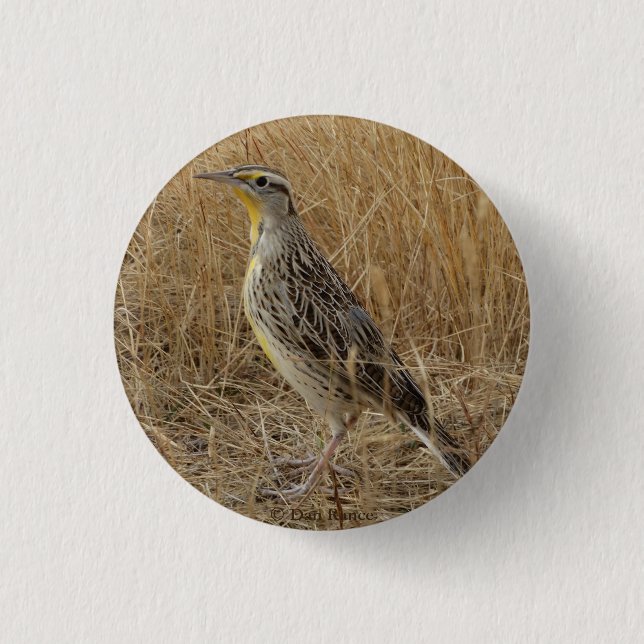 Chapa Redonda De 2,5 Cm B57 Meadowlark occidental (Anverso)