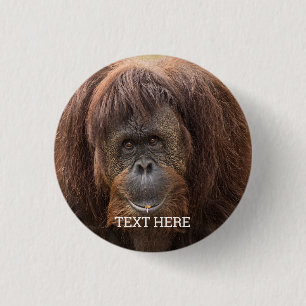 Chapa Redonda De 2,5 Cm Borneo Orangutan Beautiful Photography