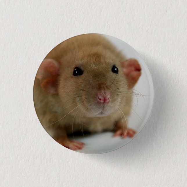 Chapa Redonda De 2,5 Cm Burmese dumbo Rat (Anverso)