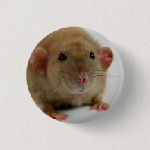 Burmese dumbo Rat