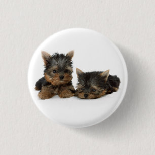 Chapa Redonda De 2,5 Cm Cachorros de Cute Yorkshire Terrier