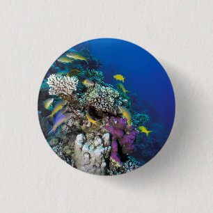 Chapa Redonda De 2,5 Cm Cardumen de Salmonetes alrededor de pequeño coral